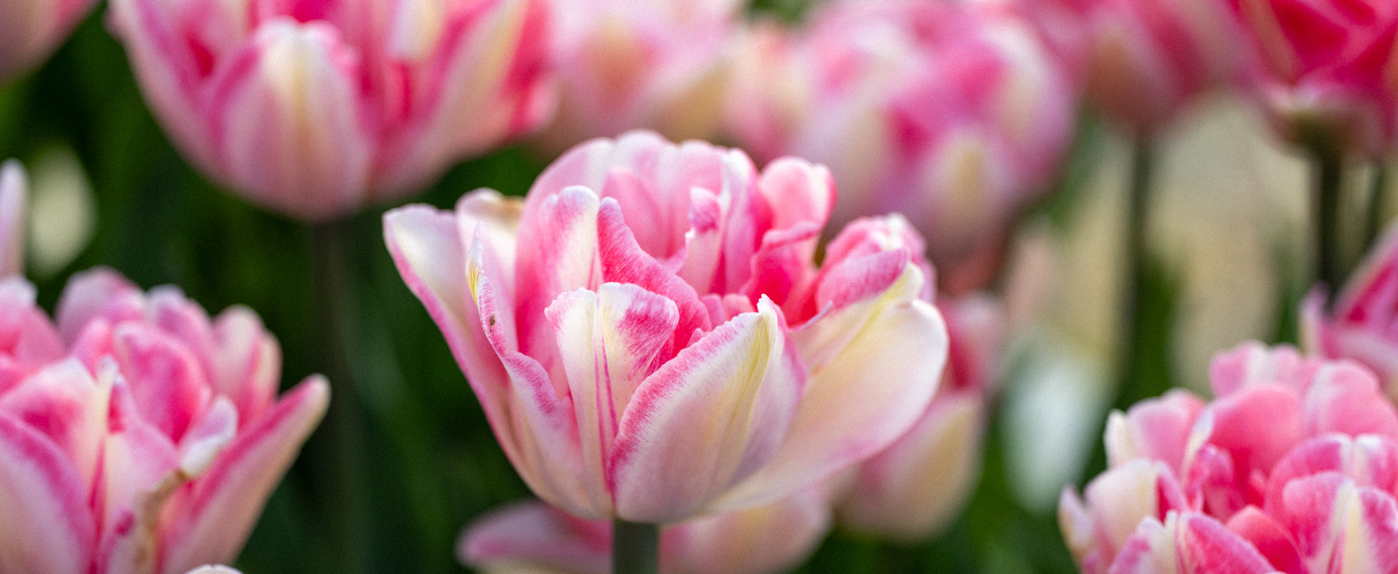 Fyldte tulipaner | Blomsterverden